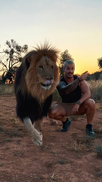 New Lion Home🦁 #lion #wildlife #animals #deanschneider