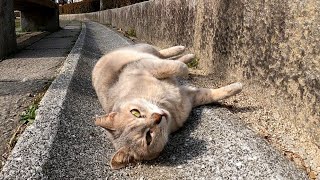 公園に猫が何匹か集まっていたので近づけてナデナデしてきた