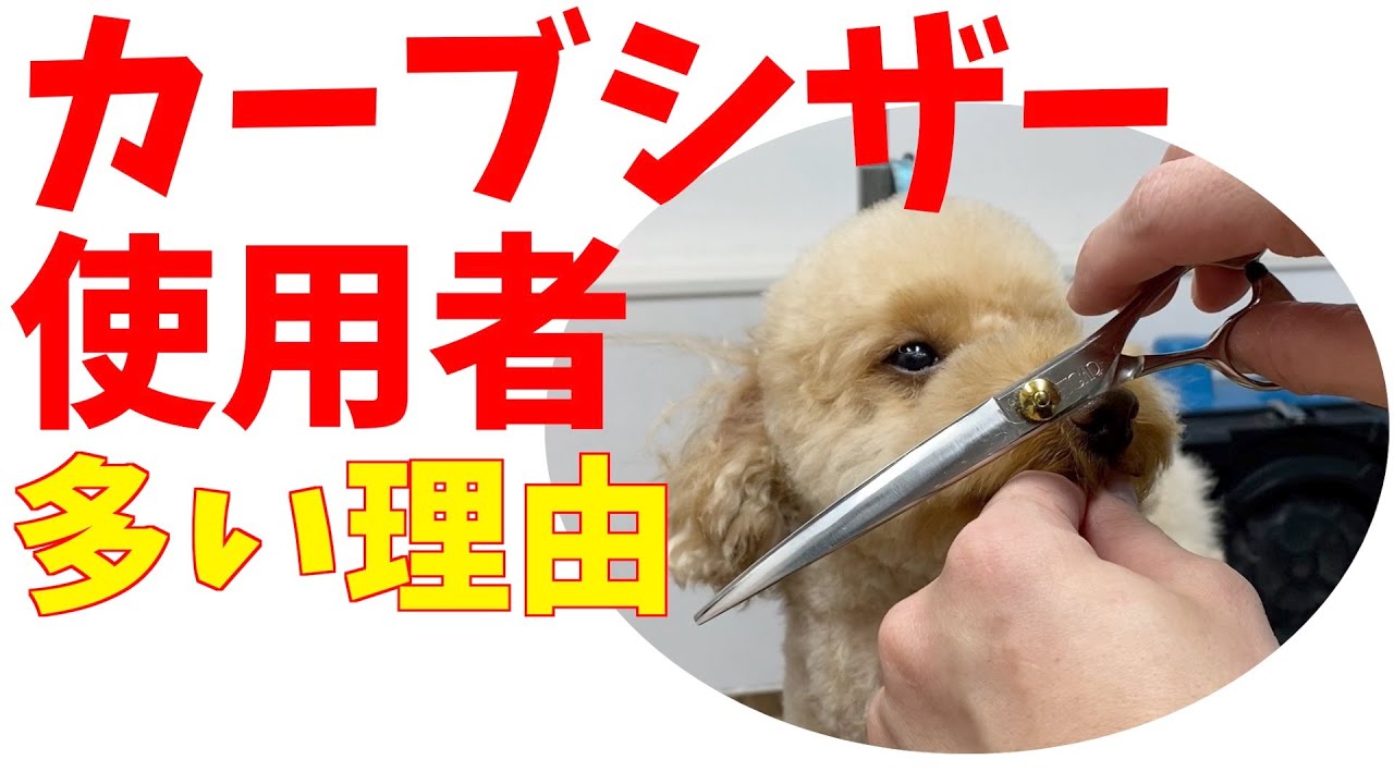 セニングシザー購入前に見てほしい！【トイプードルのマッシュルーム