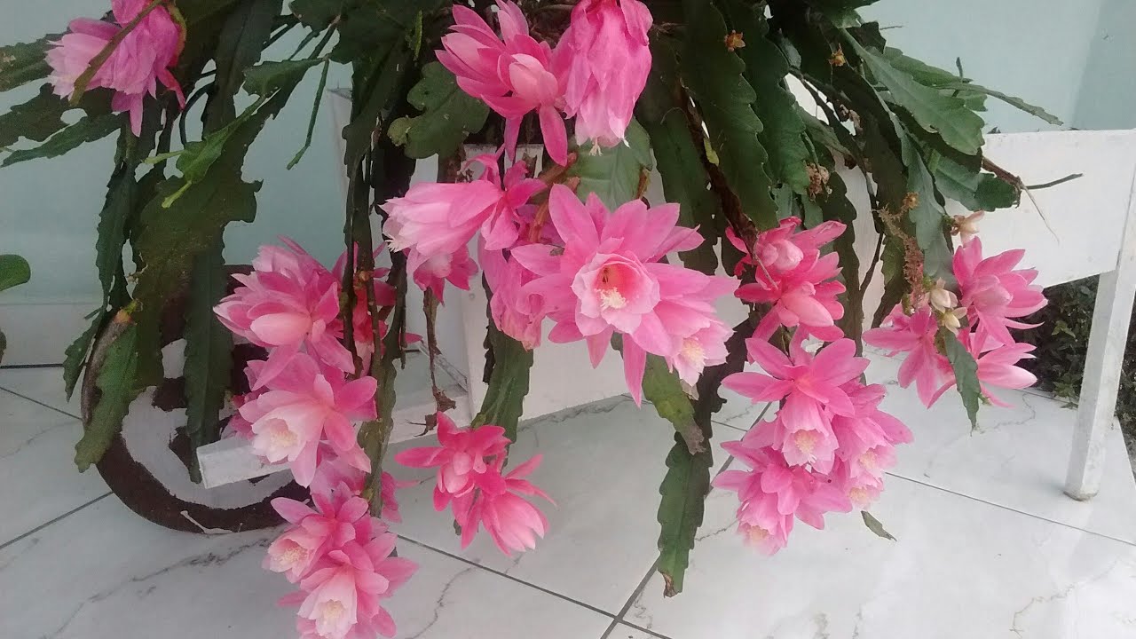 Cacto epiphyllum + micro Orquídeas - thptnganamst.edu.vn