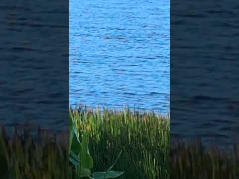Alligator enjoying his Thursday evening in the park in Spring | Florida Woman
