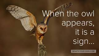 Owl Totem Meaning