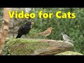Garden birds for cats to watch  10 hours of cat tv 