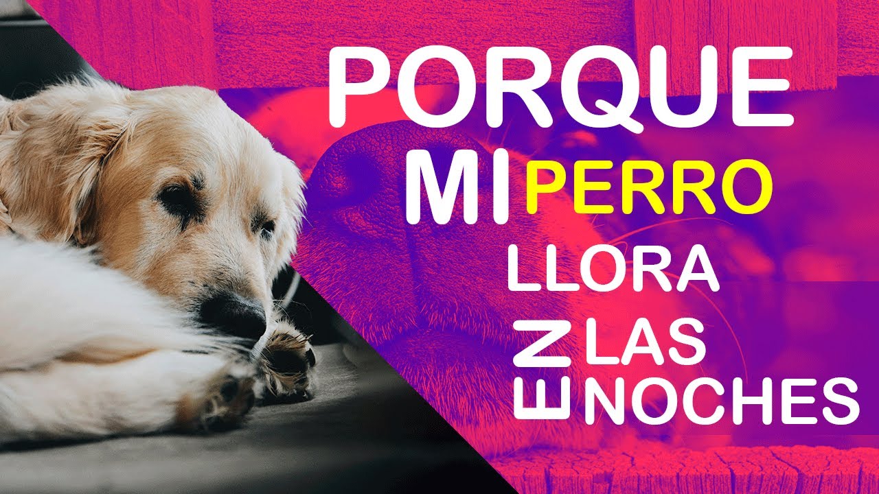Porque Mi Perro Llora Cuando Lo Beso