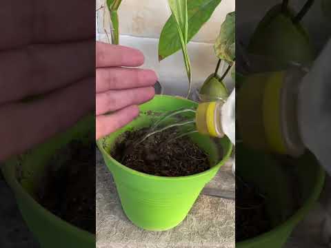 I Planted A Watermelon On The Balcony Youtube Watermelon Watermelon 