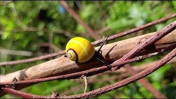 Beautiful Polymita Tree Snails heading towards extinction because of human greed | BBC News 04.08.25