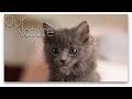 Cute Kittens First Time Playing Together Compilation 2017