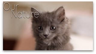 Cute Kittens First Time Playing Together Compilation 2017 by Our Nature 7,107 views 6 years ago 11 minutes, 29 seconds