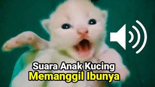 Suara Anak Kucing Memanggil Ibunya  Ampuh Buat Manggil Kucing