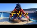 ビッグサイズの鯛をGET!カワハギ大漁!イカも大暴れ!