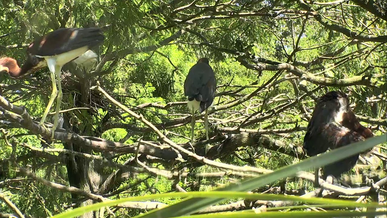 eggs florentine Alligator Swamp and Spoonbills Cam 08-06-2018 12:45:23 - 13:42:35