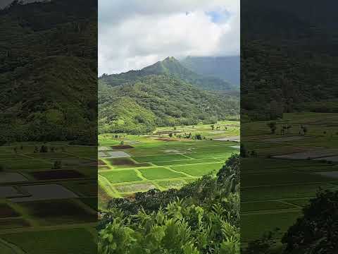 حلوة يا ام الخال راغب   موسيقى الحب طرب راغب علامه رواق