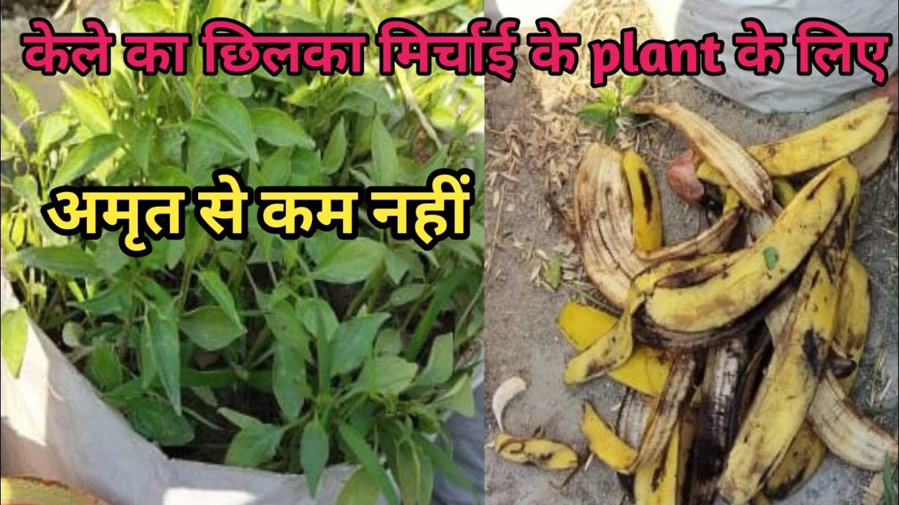 Kele ke chilke ka jadu mirchi ke plants pe