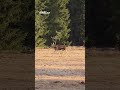 Los Emil je zpátky v Česku, natočili ho v lese na Šumavě
