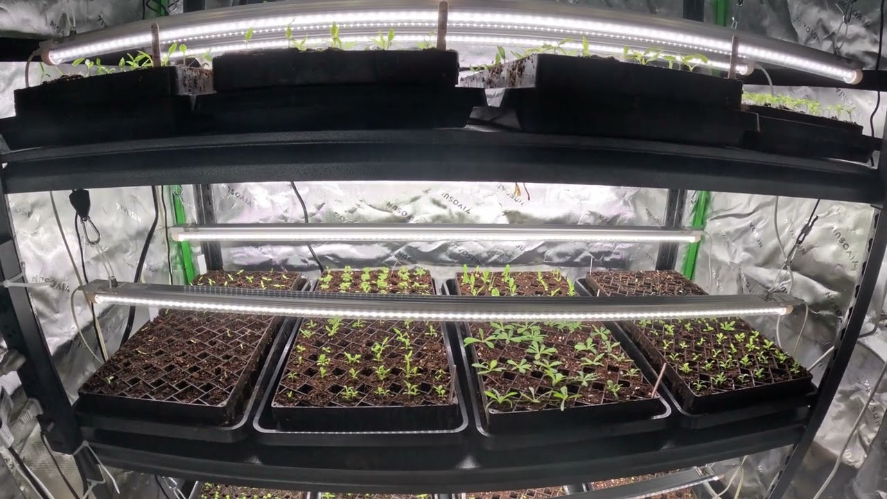 Utilizing a Grow Tent to Increase Seed Germination