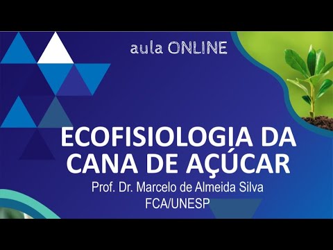 Vídeo: Qual é a aparência de uma planta de cana-de-açúcar?