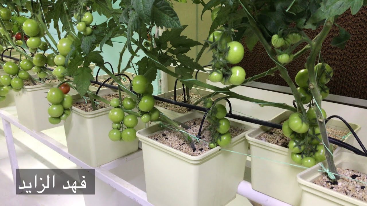 طريقة ترقيد الطماطم والعناية بها و تقليم الأوراق والافرع الإبطيه و تعليقها بحامل المحصول.