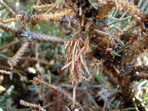 Bagworm Control - UNL Extension in Lancaster County