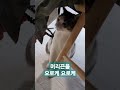 머리끈으로 놀자#고양이#고양이다롱이#다롱이#고양이일상#고양이쇼츠#cat#catlife#catholic#catlover#catvideos#catshorts