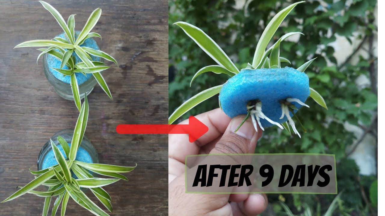 How To Grow Spider Plant In Water Grow Spider Plant In Water Plants how-to-grow-spider-plant-in-water-grow-spider-plant-in-water-plants