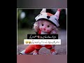 ایک مولوی عورت سے ٹکرا گیا کسی لڑکی کو اتنے میسج کرو Funnyjokes Urdu Lateefaay Funny Poetry ایک مولوی عورت سے ٹکرا گیا کسی لڑکی کو اتنے میسج کرو Funnyjokes Urdu Lateefaay Funny Poetry