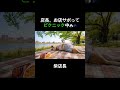 【サボり発覚】お店を抜けてピクニックで爆睡する柴犬店長🍙💤 #Shorts