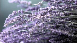 OST Rules of Love - I Listen Only By Your Side - Byul (곁에서만 들리는 - 별)