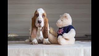 Basset Hound Puppies Dramijos Jan.2018 by Iva Bohemia Horrido 1,550 views 6 years ago 3 minutes, 22 seconds