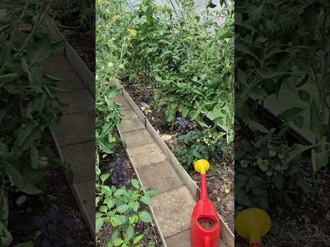 Огород 🍅 Дача 🌱 Сад 🌺 #огород #дача #сад #интересно #садовод #жизнь #деревня #ок #блогер