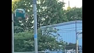 Small Shiba On A Swing (Original Video)