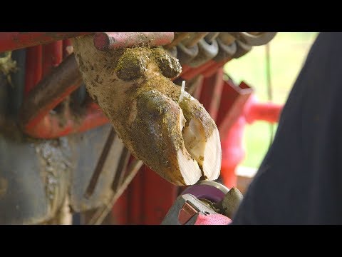 How To: Step-by-Step Guide to Dairy Hoof Trimming to Help Prevent Lameness