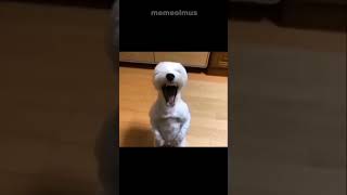 Köpeksi Özelliklerim Var Kb