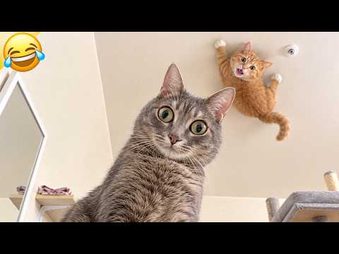 Hilarious Cats Never Does What You Expect 🤣 NEW Funny Cat and Dog Videos