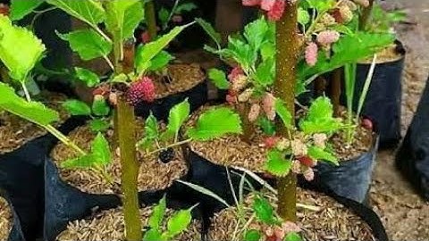 Handleiding voor het planten van moerbeien in potten, zodat ze vruchtbaar zijn en regelmatig vruc...