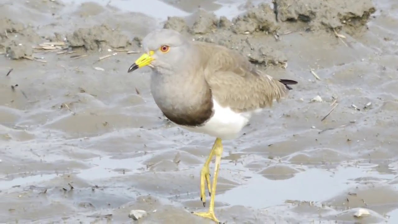 ケリ日本野鳥の会 京都支部