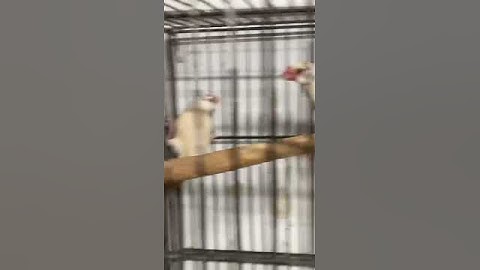 Fawn java pathy #fawnjava #trendingbirds #trending #youtubeshorts #viralvideo #diamondbirdsofficial