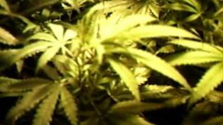 MPEG0001tbones grow room clones and crystal