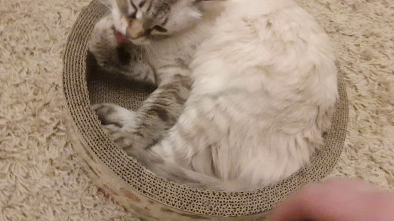 Котоблог дзен