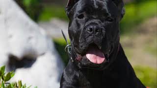 The Majestic History of the Cane Corso #dog #animals #canecorso #doghistory