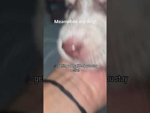 meanwhile my dog 😂😄🐶❤️ #trending #petshub #youtubeshorts #comedyshorts #pets #viral #reels