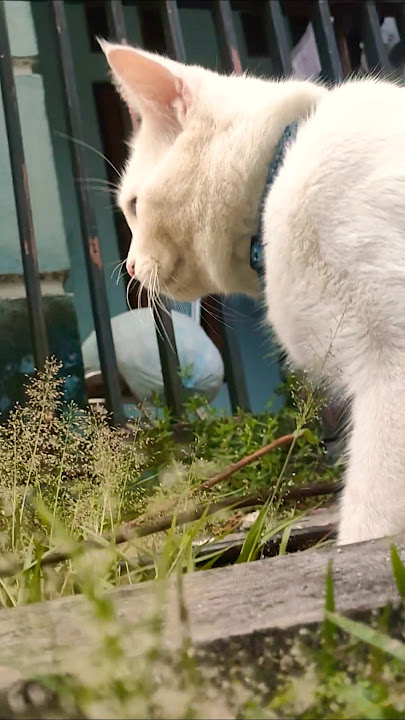 Cupril cute 🥰 #kitten #cute #cat #shortvideo #ytshorts #cupril #cutecat #shorts #viral #ytshort #fyp