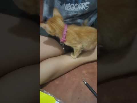 Clingy Nadech #cat #catlover