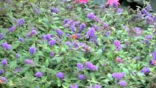 Sheridan Nurseries Video - Lo & Behold Blue Chip Erflybush