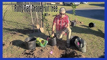 Ruby Red Grapefruit tree