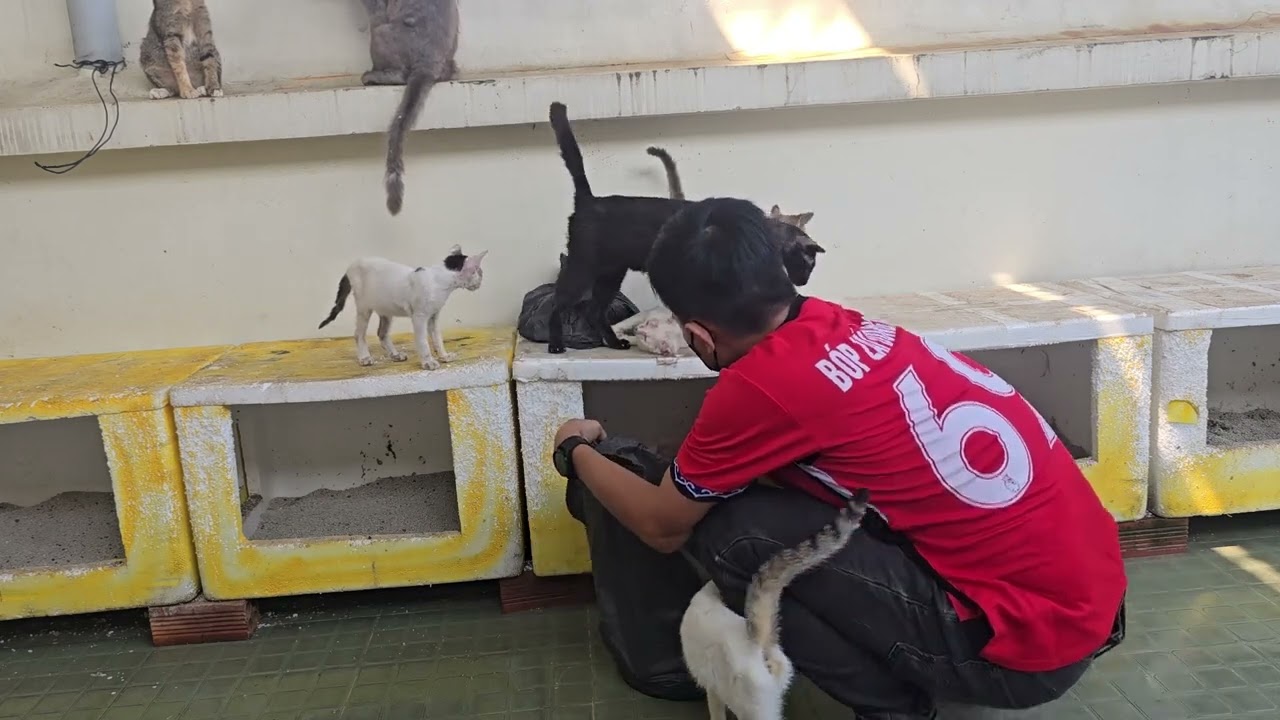 "The Glamorous Life of a Cat Owner... Not! 😂🐾😅🐱