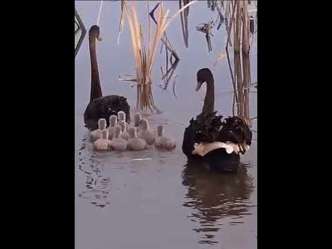 МАМА ЛЕБЕДЬ И ДЕТИ ВОДА... - YouTube