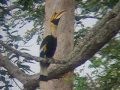 Great Hornbill calling out to its mate