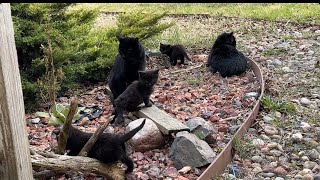 Black Cats, Black Kittens & Birds In Kitty Land!