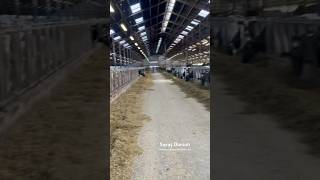 Şinde Üve Seçi̇mi̇ Şdursun Im Ilık