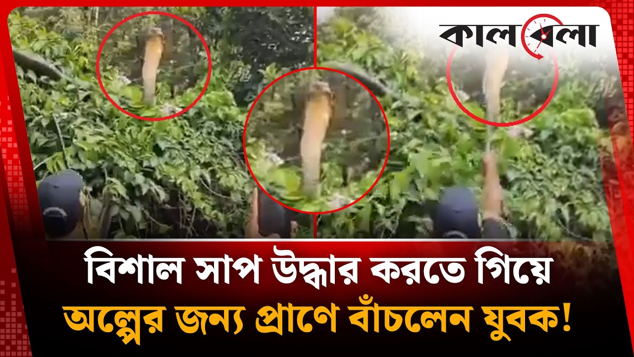 বিশাল সাপ উদ্ধার করতে গিয়ে অল্পের জন্য প্রাণে বাঁচলেন যুবক ! Snake Rescue | India | Kalbela